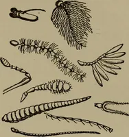 Picture 88 of 103 from The boy collector's handbook (1915), leaf 270