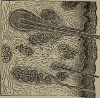 Picture 89 of 103 from The boy collector's handbook (1915), leaf 270