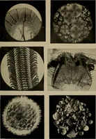 Picture 90 of 103 from The boy collector's handbook (1915), leaf 274