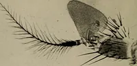 Picture 91 of 103 from The boy collector's handbook (1915), leaf 275