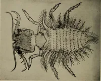 Picture 92 of 103 from The boy collector's handbook (1915), leaf 275