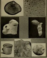 Picture 6 of 103 from The boy collector's handbook (1915), leaf 60