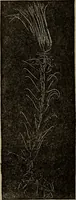 Picture 8 of 103 from The boy collector's handbook (1915), leaf 65