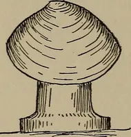 Picture 9 of 103 from The boy collector's handbook (1915), leaf 69