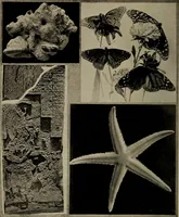 Picture 1 of 103 from The boy collector's handbook (1915), leaf 7