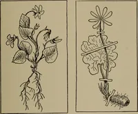 Picture 10 of 103 from The boy collector's handbook (1915), leaf 74