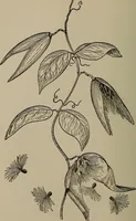 Picture 11 of 103 from The boy collector's handbook (1915), leaf 77