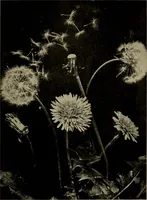 Picture 12 of 103 from The boy collector's handbook (1915), leaf 82