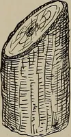 Picture 14 of 103 from The boy collector's handbook (1915), leaf 83