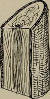 Picture 15 of 103 from The boy collector's handbook (1915), leaf 83