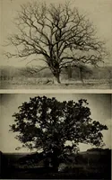 Picture 18 of 103 from The boy collector's handbook (1915), leaf 90