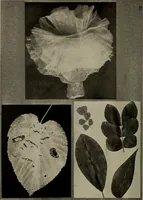 Picture 19 of 103 from The boy collector's handbook (1915), leaf 91