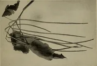 An illustration from The boy collector's handbook (1915)