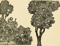 An illustration from The boy craftsman; practical ad profitable ideas for a boy's leisure hours (1905)