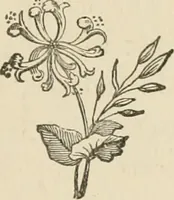 An illustration from The boy engineers; (1880)