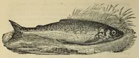 An illustration from The boy's holyday book, for all seasons : containing complete instructions for angling, swimming, conjuring, the making of fireworks, cricket, archery, gymnastics, and the various games for boys : numerous scientific experiments & amusements : elucidations of photography, electrotype, and daguerreotype : arithmetical pastimes : the language of the deaf & dumb, &c. : with numerous engravings (1840)