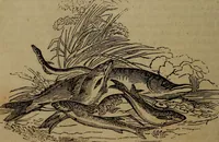 Picture 112 of 131 from The boy's own book; (1834), leaf 275