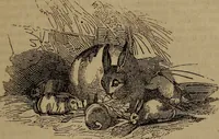 Picture 113 of 131 from The boy's own book; (1834), leaf 276