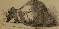 Picture 114 of 131 from The boy's own book; (1834), leaf 278