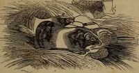 Picture 115 of 131 from The boy's own book; (1834), leaf 284