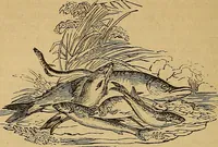An illustration from Boys' own book : a complete encyclopedia of athletic, scientific, outdoor, and indoor sports (1881)