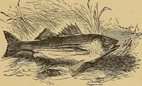 Picture 111 of 184 from Boys' own book : a complete encyclopedia of athletic, scientific, outdoor, and indoor sports (1881), leaf 254