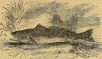 An illustration from Boys' own book : a complete encyclopedia of athletic, scientific, outdoor, and indoor sports (1881)