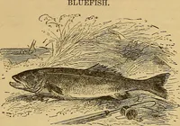 An illustration from Boys' own book : a complete encyclopedia of athletic, scientific, outdoor, and indoor sports (1881)