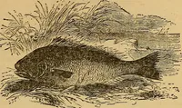 Picture 115 of 184 from Boys' own book : a complete encyclopedia of athletic, scientific, outdoor, and indoor sports (1881), leaf 262