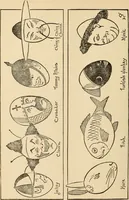 Picture 190 of 478 from The boy's own book of indoor games and recreations : a popular encyclopædia for boys (1890), leaf 167