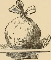 Picture 210 of 478 from The boy's own book of indoor games and recreations : a popular encyclopædia for boys (1890), leaf 208