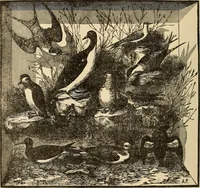 Picture 301 of 478 from The boy's own book of indoor games and recreations : a popular encyclopædia for boys (1890), leaf 303