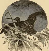 Picture 304 of 478 from The boy's own book of indoor games and recreations : a popular encyclopædia for boys (1890), leaf 312