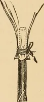 Picture 449 of 478 from The boy's own book of indoor games and recreations : a popular encyclopædia for boys (1890), leaf 500