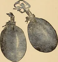 Picture 450 of 478 from The boy's own book of indoor games and recreations : a popular encyclopædia for boys (1890), leaf 501