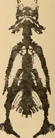Picture 459 of 478 from The boy's own book of indoor games and recreations : a popular encyclopædia for boys (1890), leaf 515