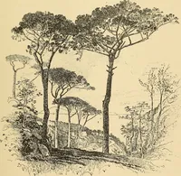 An illustration from The boy travellers in southern Europe : adventures of two youths in a journey through Italy, southern France, and Spain, with visits to Gibraltar and the islands of Sicily and Malta (1893)