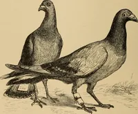An illustration from The boy travellers in southern Europe : adventures of two youths in a journey through Italy, southern France, and Spain, with visits to Gibraltar and the islands of Sicily and Malta (1893)