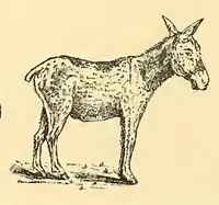 An illustration from Bradley's Game And Toy Catalogue 1889-90 (1889)