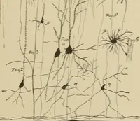 Picture 2 of 52 from Brain in relation to mind (1899), leaf 26