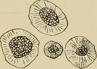 Picture 3 of 52 from Brain in relation to mind (1899), leaf 28