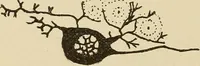 An illustration from Brain in relation to mind (1899)