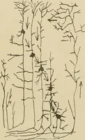 Picture 5 of 52 from Brain in relation to mind (1899), leaf 30