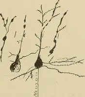 An illustration from Brain in relation to mind (1899)