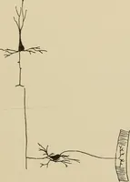 An illustration from Brain in relation to mind (1899)