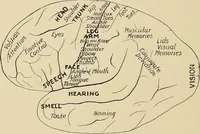 Picture 9 of 52 from Brain in relation to mind (1899), leaf 41