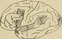 Picture 10 of 52 from Brain in relation to mind (1899), leaf 42