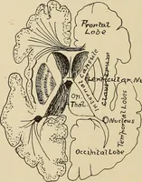 An illustration from Brain in relation to mind (1899)