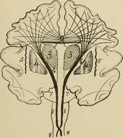 An illustration from Brain in relation to mind (1899)