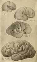 Picture 1 of 52 from Brain in relation to mind (1899), leaf 5